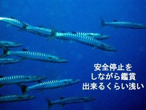 ジンベエ♪万歳 マンタ♪万歳_f0144385_3231951.jpg