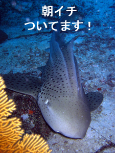 ジンベエ♪万歳 マンタ♪万歳_f0144385_326441.jpg
