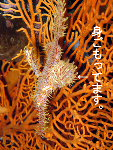 ジンベエ♪万歳 マンタ♪万歳_f0144385_328641.jpg