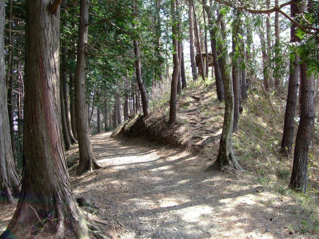 治山の森（ちさんのもり）_f0100593_18544684.jpg