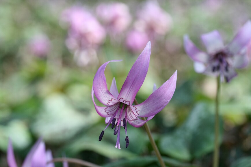 森の妖精・・・カタクリの花～☆_f0158596_2226632.jpg