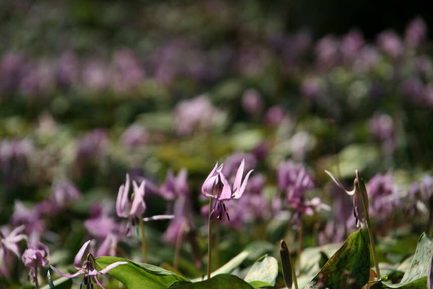 森の妖精・・・カタクリの花～☆_f0158596_22505241.jpg