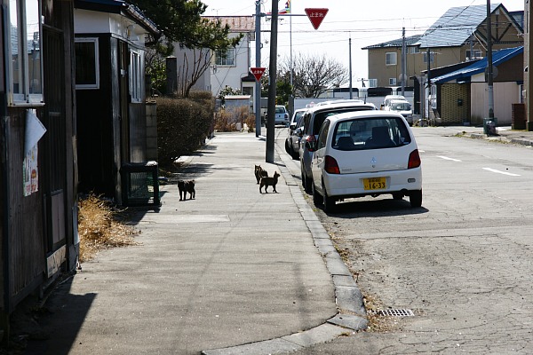 猫のいる風景_f0137097_7441052.jpg