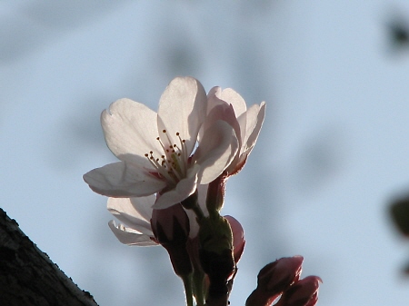 桜開花宣言_f0033598_18462951.jpg