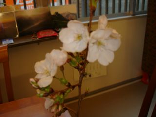 桜ブレンド、登場！！_e0166301_15302963.jpg