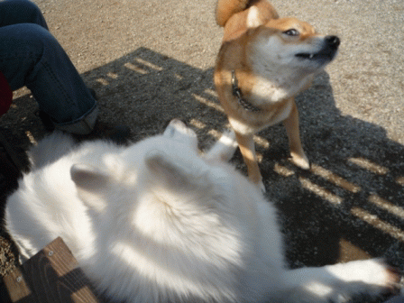 e0018604_15522230.gif