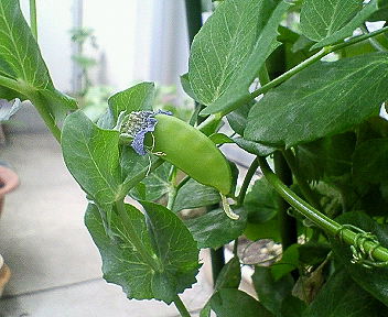 c0017505_21243879.jpg