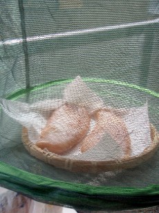 おうちで作れる!!自家製カラスミ♪_f0043911_1234831.jpg