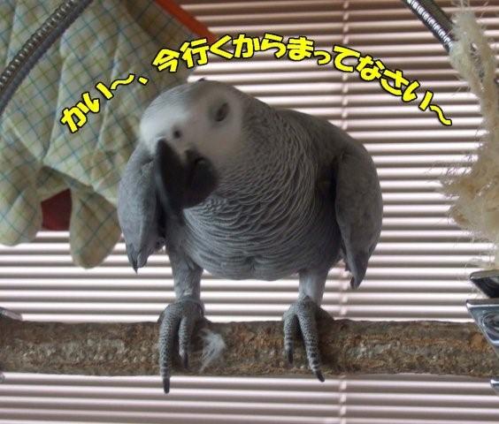 c0133013_8581717.jpg