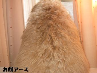 e0136815_8263065.jpg
