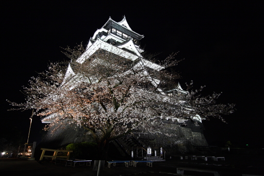 夜桜と熊本城 気ままにphoto 夜桜と熊本城 気ままにphoto