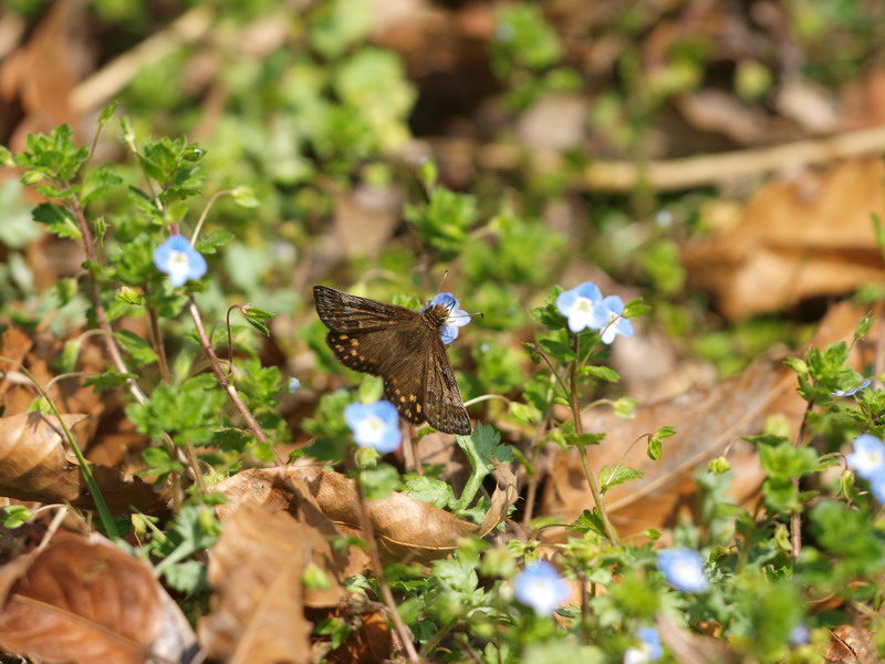 20090321  武田の杜のミヤマセセリ （山梨県）_d0090322_18271661.jpg