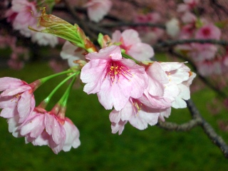 醍醐のプチ花見_e0008223_19583967.jpg