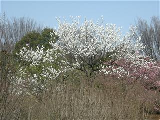 c0039428_2327455.jpg