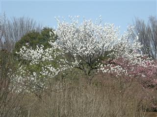 桜が開花～多磨霊園＆深大寺_c0039428_2327455.jpg