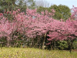 桜が開花～多磨霊園＆深大寺_c0039428_23281174.jpg