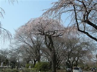 桜が開花～多磨霊園＆深大寺_c0039428_2352613.jpg