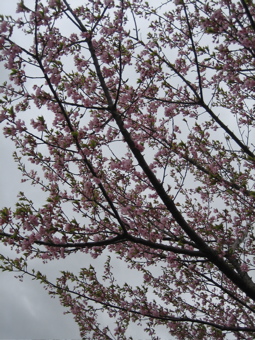 やっぱり桜でした　＾＾_b0100229_1755572.jpg