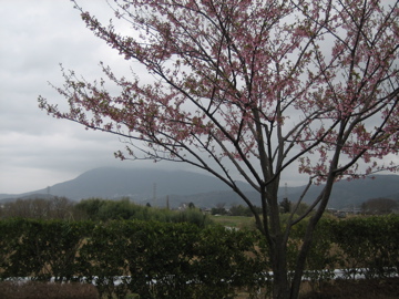 やっぱり桜でした　＾＾_b0100229_1756174.jpg