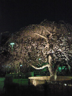 古桜 vol.2_f0164334_0533557.jpg