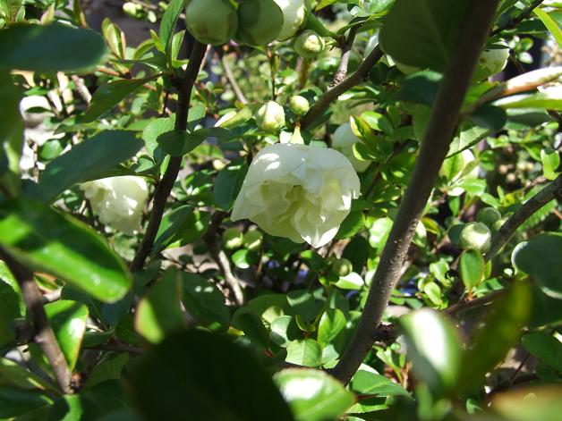 白ボケ八重_b0089338_2351418.jpg