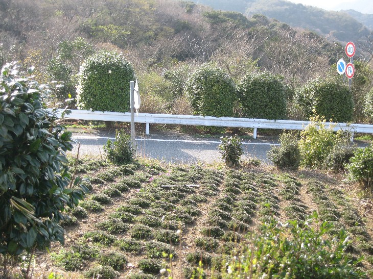 f0182838_16445732.jpg
