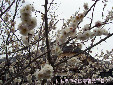 3月22日　常勝院の八房の梅と河津桜_f0105342_14555082.jpg