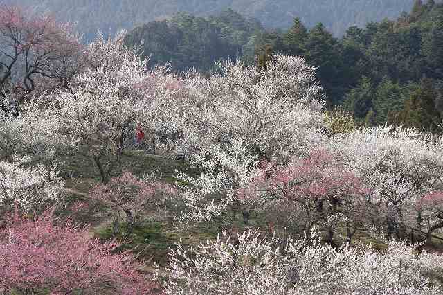 2009/3/21 東京都青梅市　吉野梅郷_d0146443_15483261.jpg