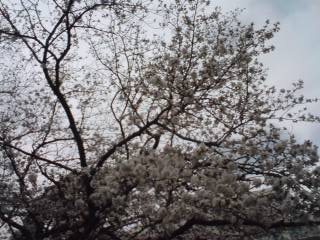 桜情報♪_c0069047_1383029.jpg