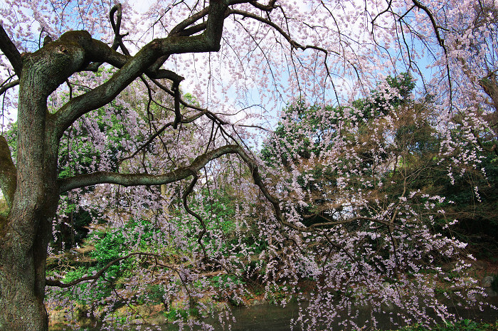 しだれ桜咲く庭（京都御所）_f0155048_0431978.jpg