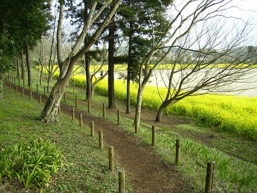 川村記念美術館　白鳥のいる散歩道_c0164052_1243123.jpg