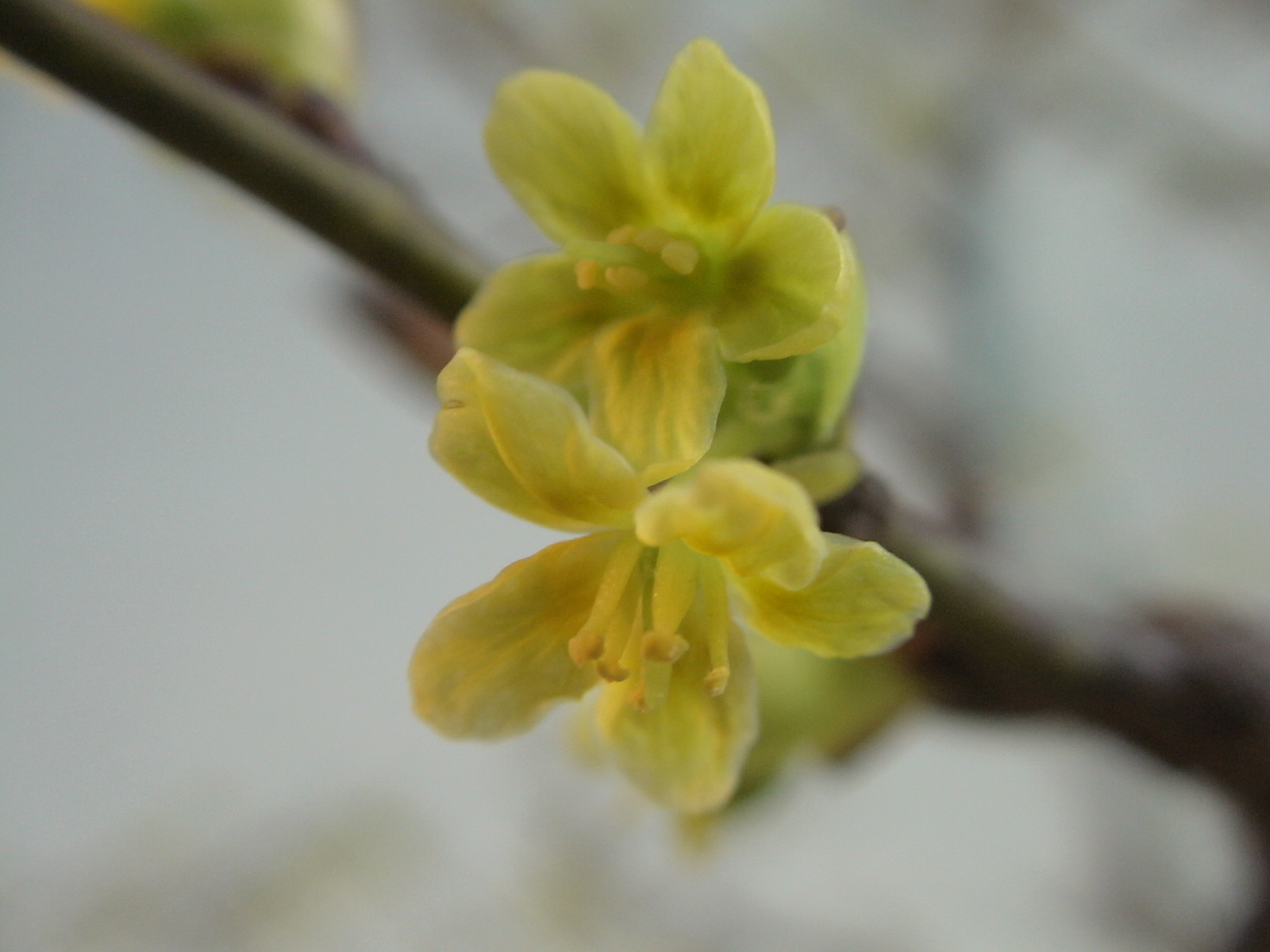 09 弥生春風24 2 瑠璃瓢箪 ルリビョウタン 青葛 アオカズラ 盆草遊楽