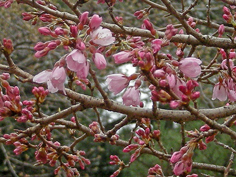 3月22日　桜の便り・・・ヒガンザクラ_a0001354_20491367.jpg