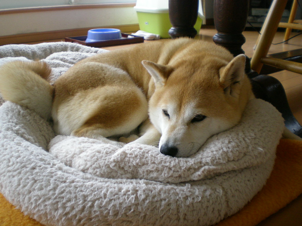 2009年3月22日(日)こころちゃん絶好調!_f0060461_1247567.jpg