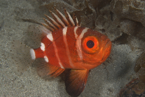 （英）ｊａｐａｎｅｓｅ　ｂｉｇｅｙｅ_d0145066_17161032.jpg