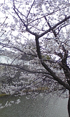 岸和田城の桜がちらほらと♪_e0136066_16362216.jpg