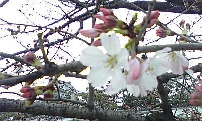 岸和田城の桜がちらほらと♪_e0136066_16362251.jpg