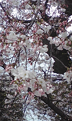 岸和田城の桜がちらほらと♪_e0136066_16362294.jpg