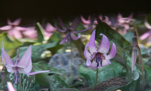 f0181173_19571574.jpg