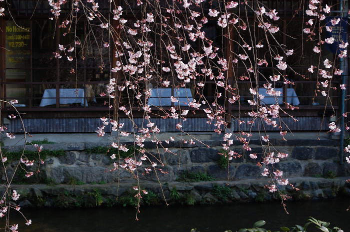 祇園白川・桜_f0175475_18211769.jpg