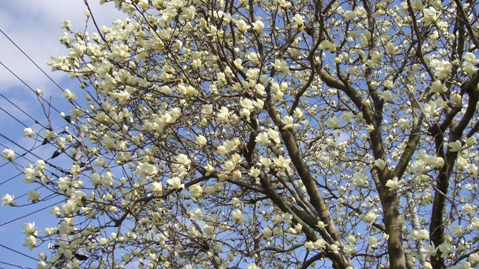 21日・東京で桜の開花宣言～♪～♪_b0078079_225639.jpg