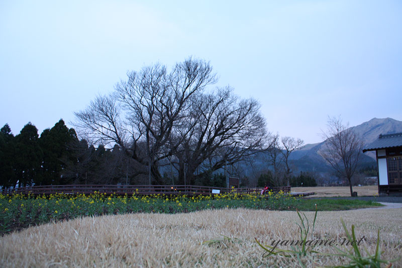 阿蘇「一心行の大桜」_c0152779_2232425.jpg