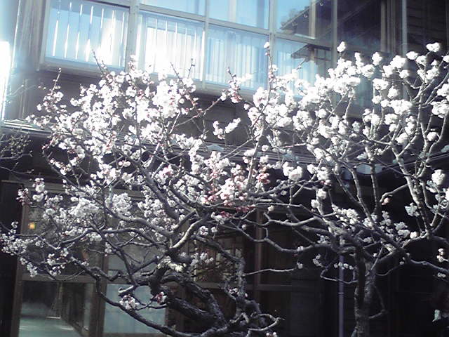 N響、砂丘館。_e0046190_1513061.jpg