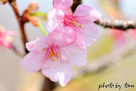 富山散歩～県東部25～『梅』 に『桜』 と花ずくし～「桜編」_b0155692_12191479.jpg