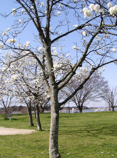 e0081292_0114334.jpg