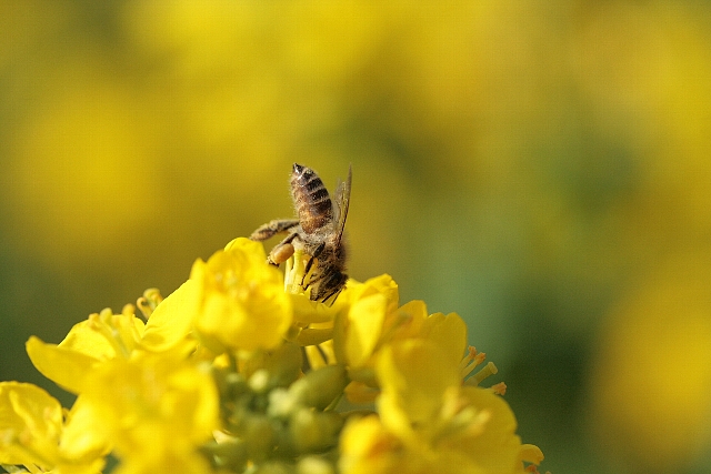 d0133693_22531199.jpg
