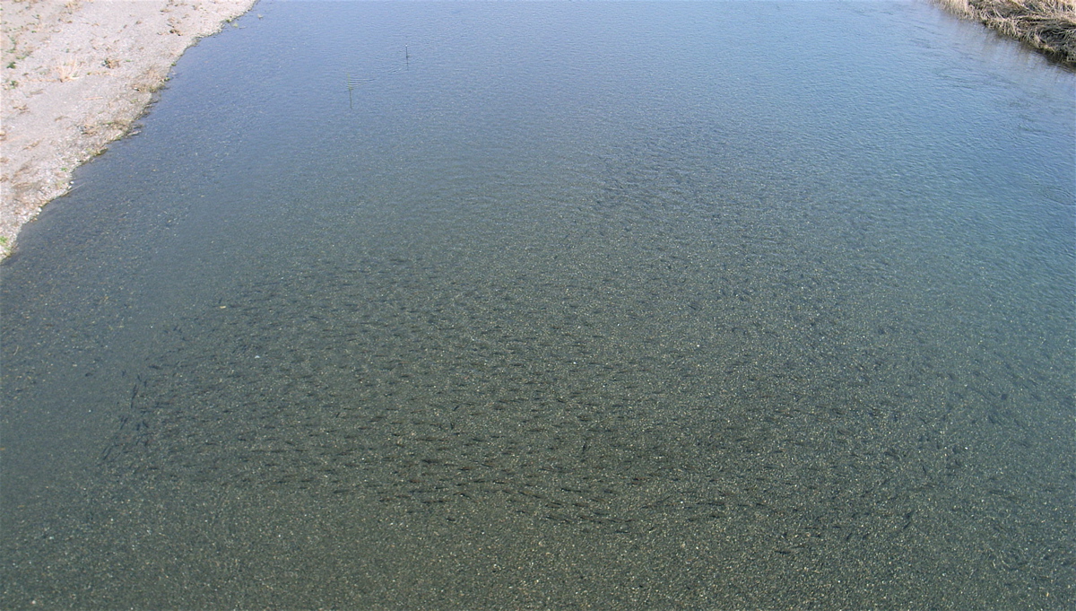 c0015099_426433.jpg