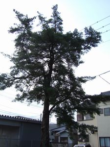 魔物退治(笑)_f0108604_17255139.jpg