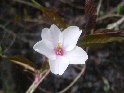 わっ！！かわいい～　山桜　(*^_^*)_d0135908_11274694.jpg