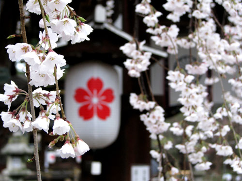 平野神社　魁桜（さきがけ）_e0048413_22134493.jpg